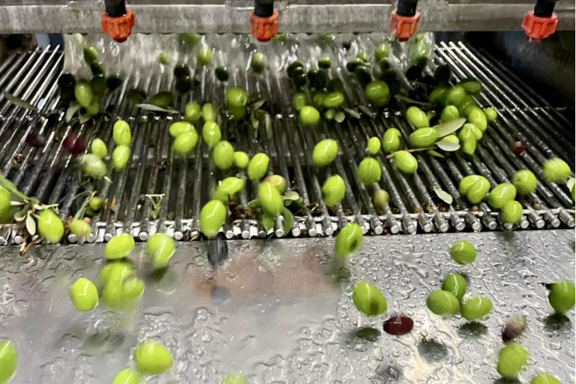 Organic Olive Oil: Does It Actually Matter for Health?