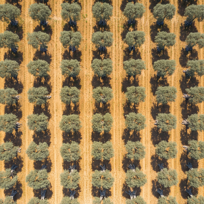 Which brands of olive oil are best for health and lifespan?
